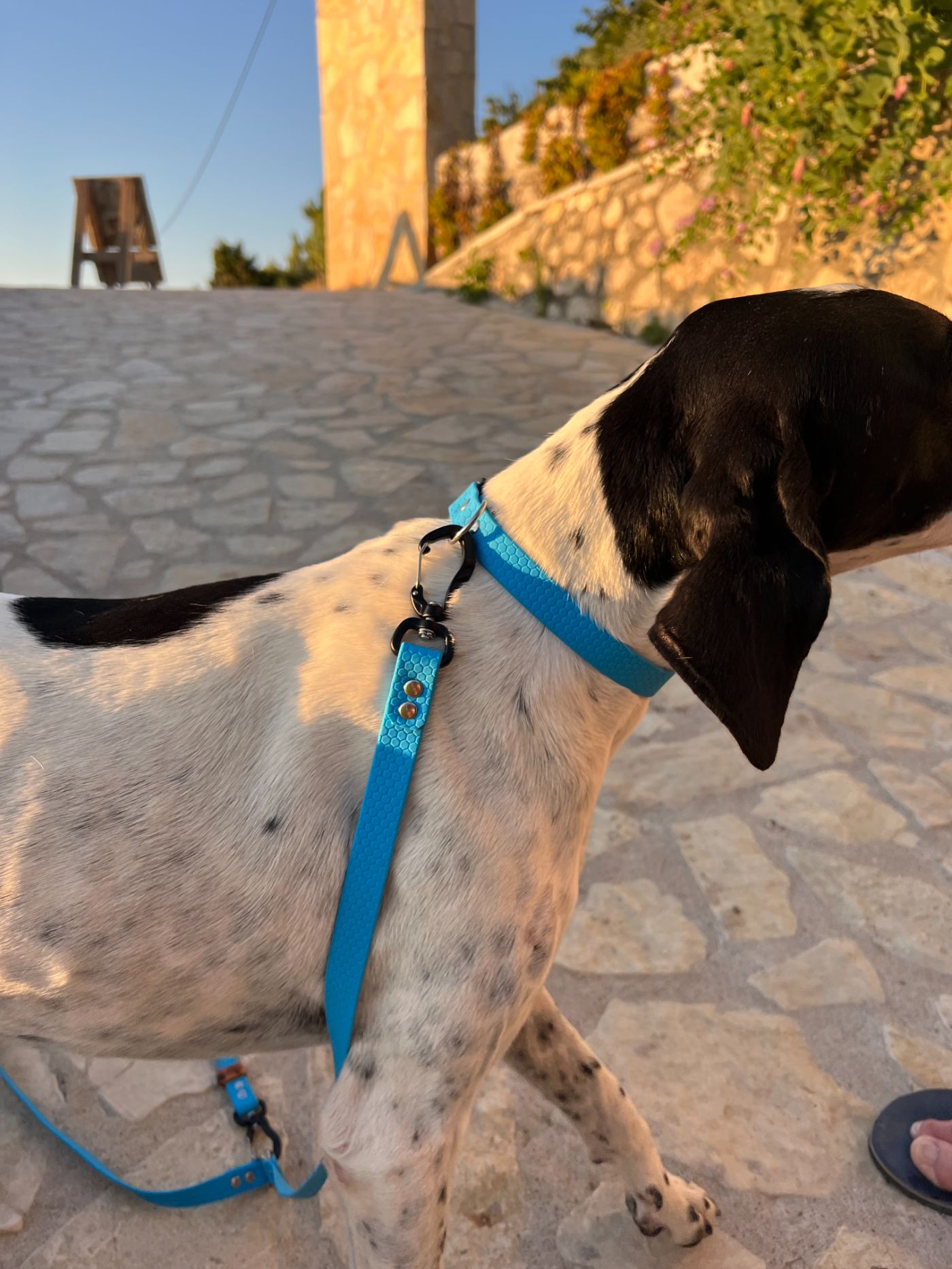 Dog wearing BAILU gear by the sea